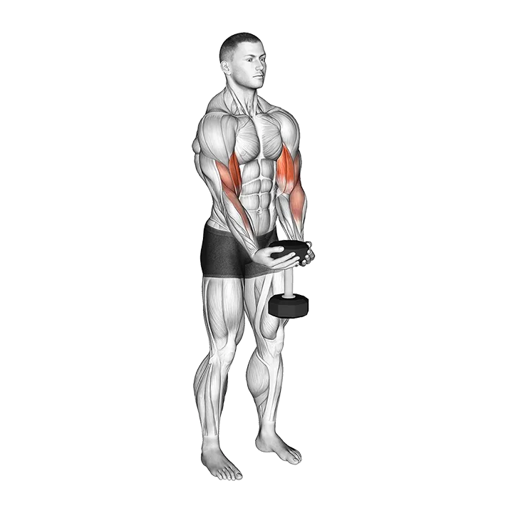 Dumbbell Waiter Biceps Curl exercise animation (Male)