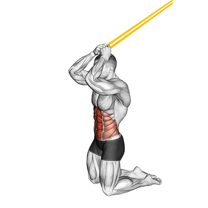 Resistance Band Kneeling Ab Crunch exercise animation (Männlich)