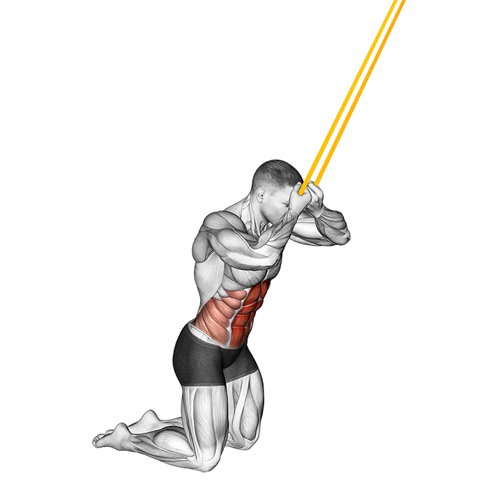 Resistance Band Kneeling Ab Crunch (VERSION 2) exercise animation (Male)