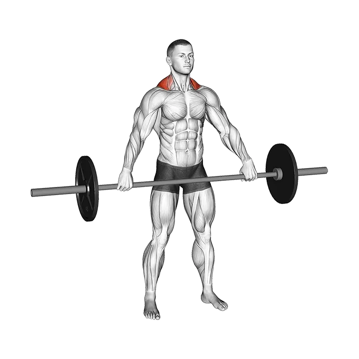 Barbell Wide Shrug exercise animation (Männlich)