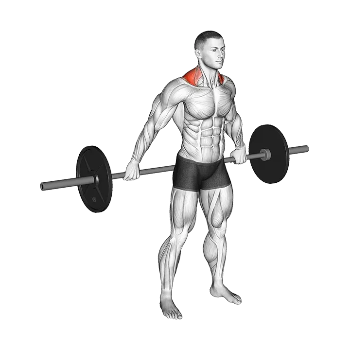 Barbell Back Wide Shrug exercise animation (Male)