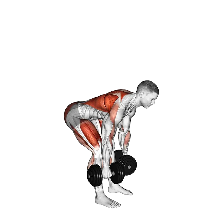 Dumbbell Deadlift Bent over Row exercise animation (Male)