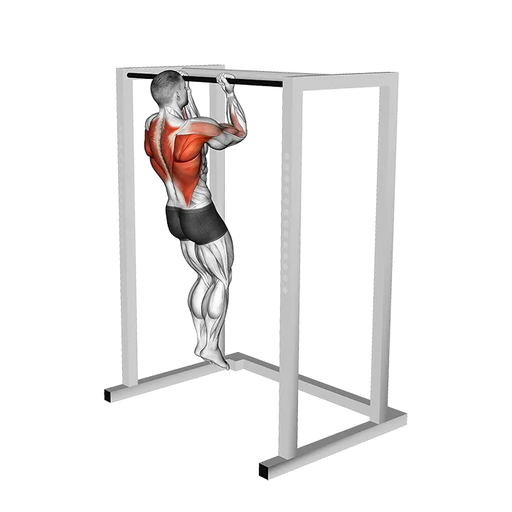 Bent Arms Chin-up exercise animation (Male)