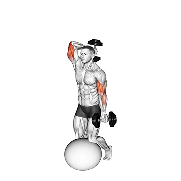 Dumbbell Biceps Curl with Overhead Extension on Stability Ball