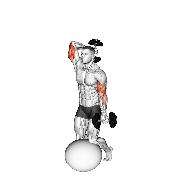 Dumbbell Biceps Curl with Overhead Extension on Stability Ball exercise animation (Male)