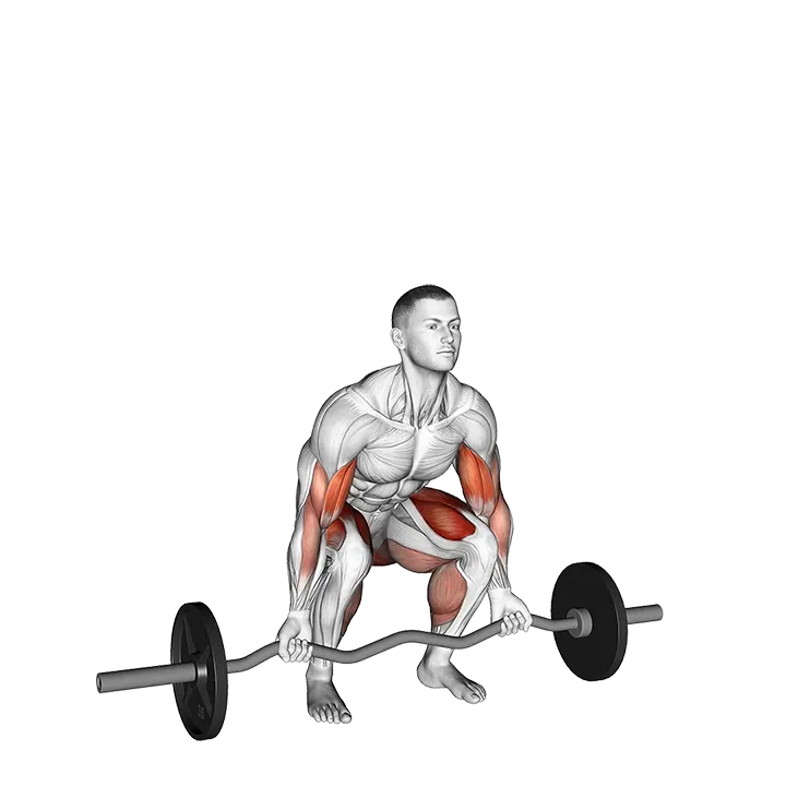 EZ-bar Deadlift with Biceps Curl exercise animation (Male)