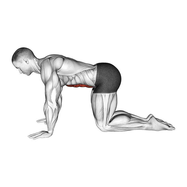 Kneeling Abdominal Draw In exercise animation (Male)