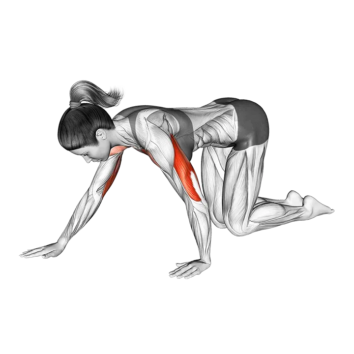 Kneeling Staggered Push-up exercise animation (Female)
