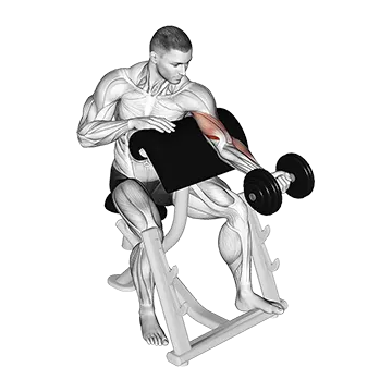 Dumbbell Preacher Curl (Turned Torso)