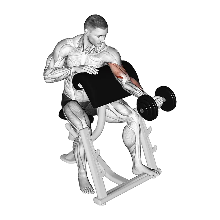 Dumbbell Preacher Curl (Turned Torso) exercise animation (Male)