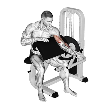Lever Preacher Curl (Turned Torso)