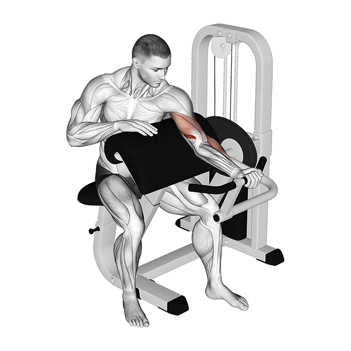 Lever Preacher Curl (Turned Torso) exercise animation (Male)
