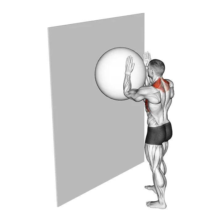 Exercise Ball Serratus Wall Slide exercise animation (Male)