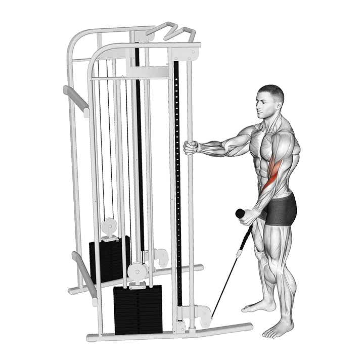Cable Standing One Arm Hammer Curl with Rope Attachment exercise animation (Male)