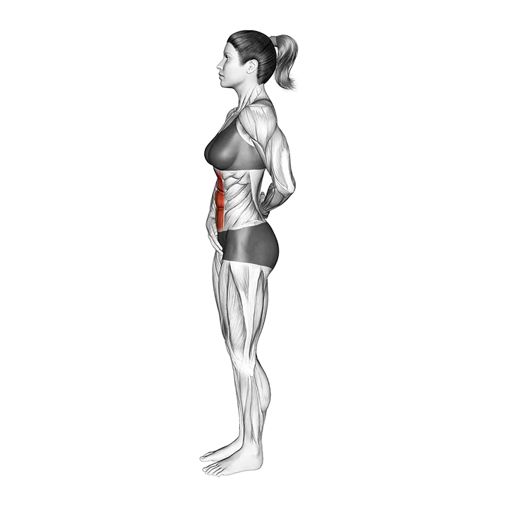 Standing Abdominal Vacuum exercise animation (Female)