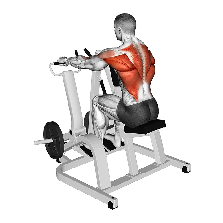 Lever Pronated Grip Seated Row (plate loaded) exercise animation (Male)