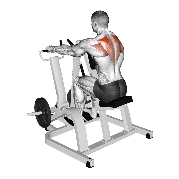 Lever Pronated Grip Seated Scapular Retraction Shrug (plate loaded) exercise animation (Hombre)