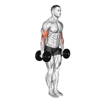 Dumbbell Standing Drag Curl (VERSION 2)