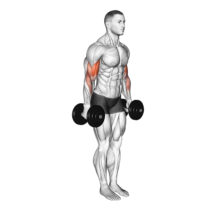 Dumbbell Standing Drag Curl (VERSION 2) exercise animation (Male)