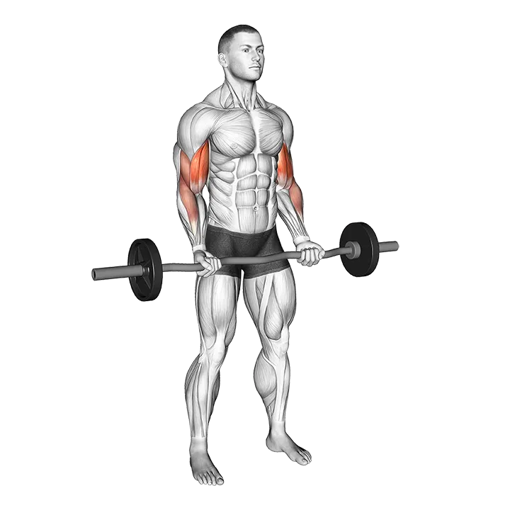 EZ-bar 21s exercise animation (Male)