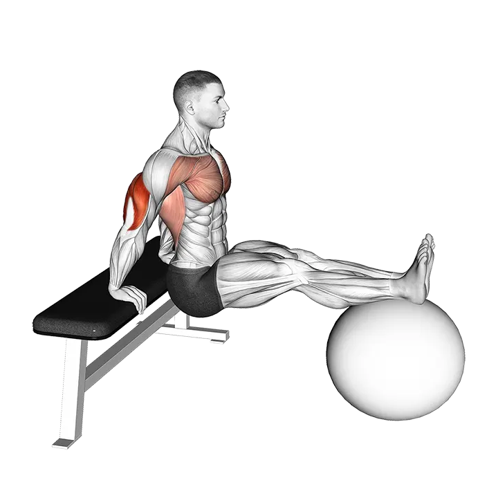 Bench Dip on Stability Ball exercise animation (Male)