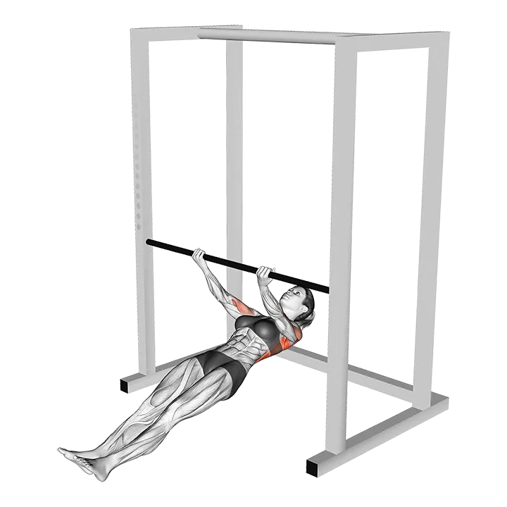 Supinated Grip Inverted Row exercise animation (Female)