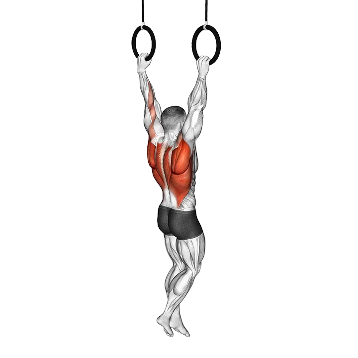 Ring Pull Up exercise animation (Male)