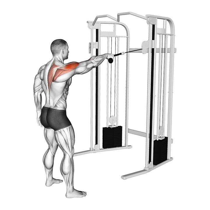 Cable Standing One Arm Face Pull exercise animation (Male)