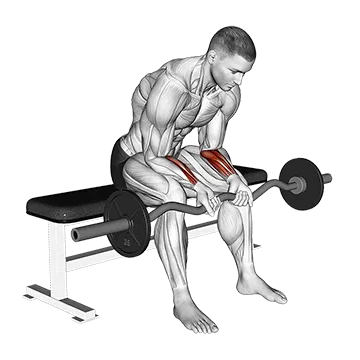 EZ Bar Seated Wrist Curl