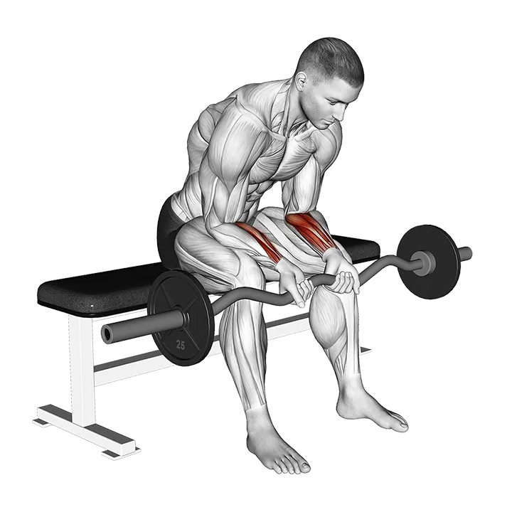 EZ Bar Seated Wrist Curl exercise animation (Male)