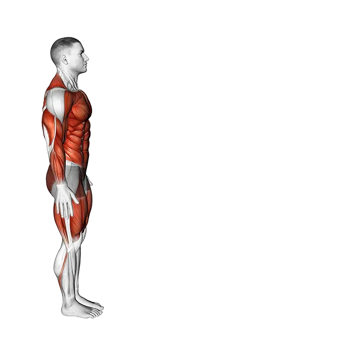 Inchworm and Mountain Climbers exercise animation (Male)