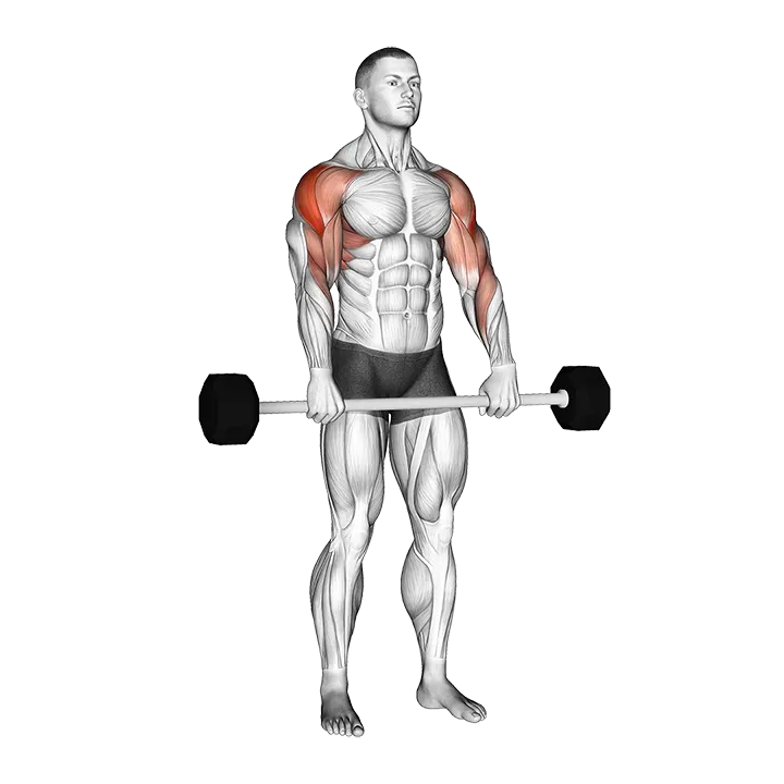 Barbell Shoulder Grip Upright Row exercise animation (Male)