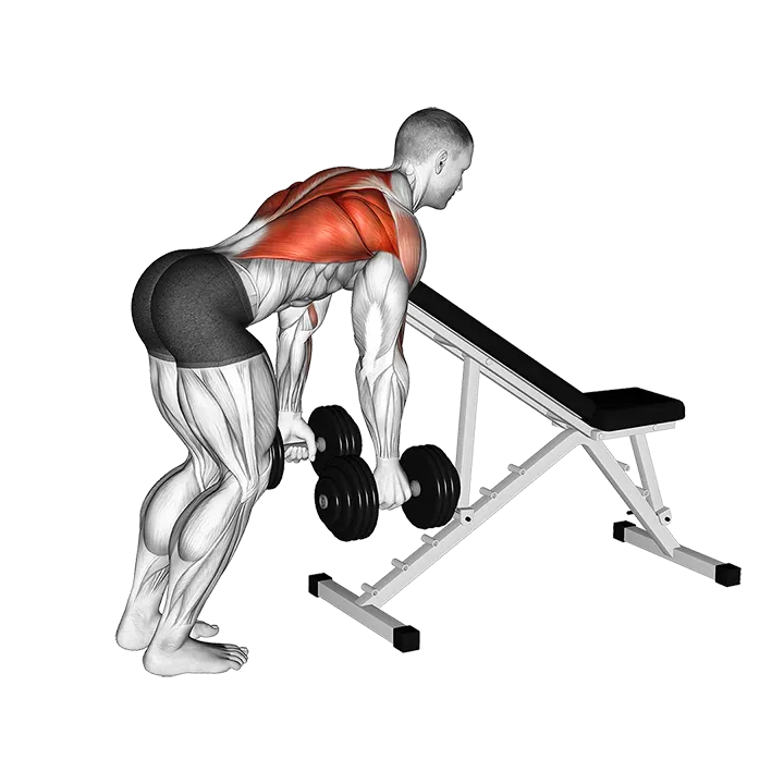 Dumbbell Bent Over Row with Chest Support exercise animation (Male)