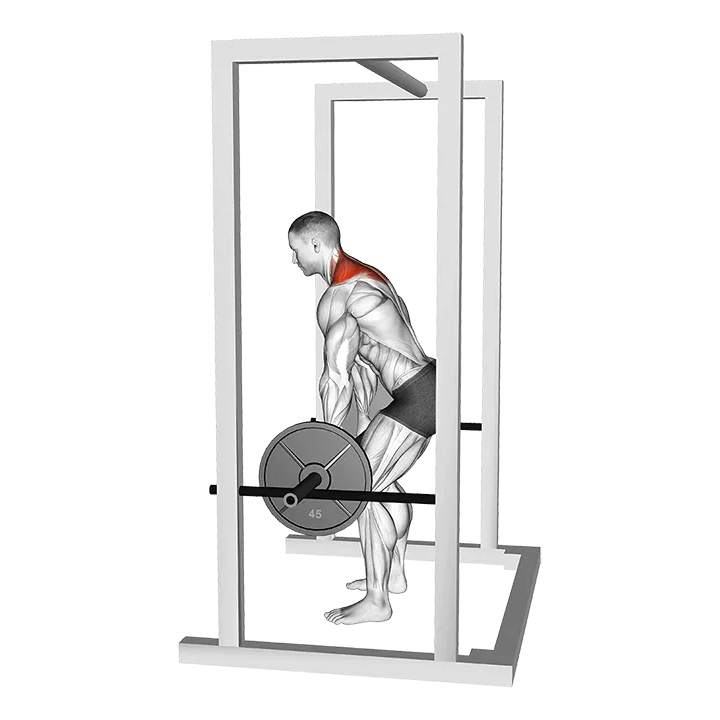 Barbell Power Shrug exercise animation (Male)