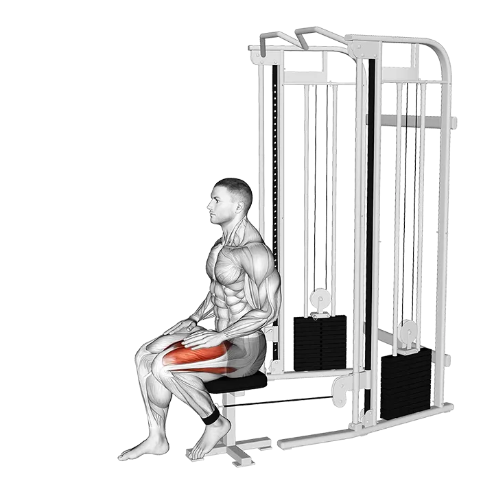 Cable Seated Leg Extension exercise animation (Male)
