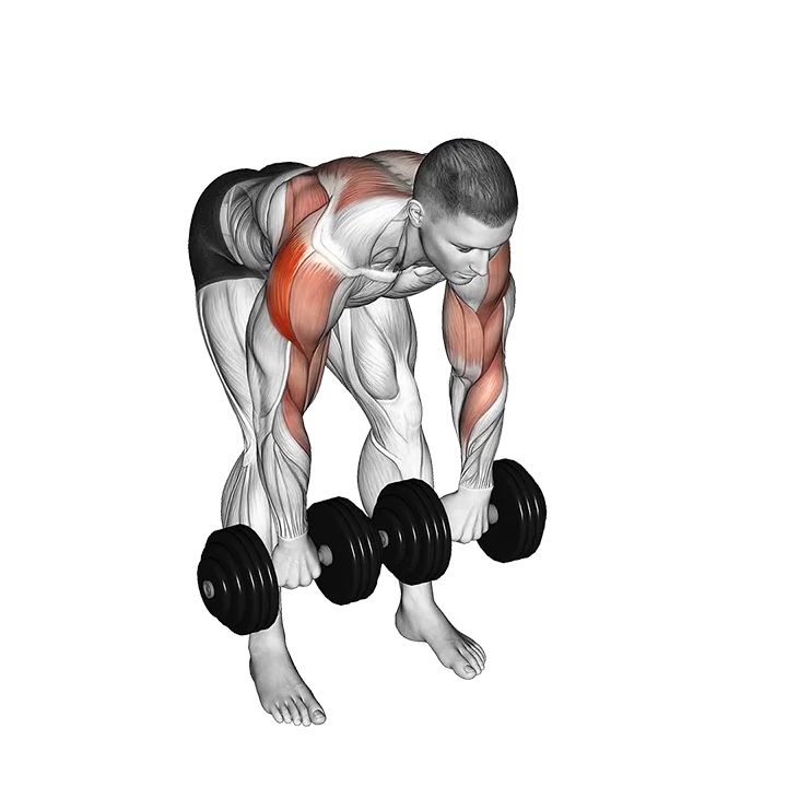 Dumbbell Bent Over Face Pull exercise animation (Male)