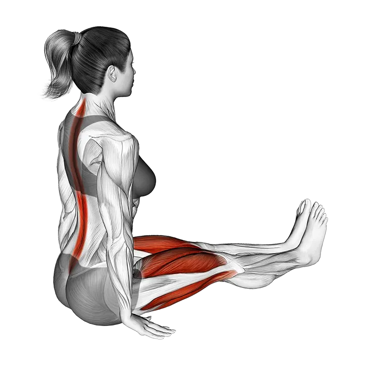 Lean Forward Stretch exercise animation (Female)