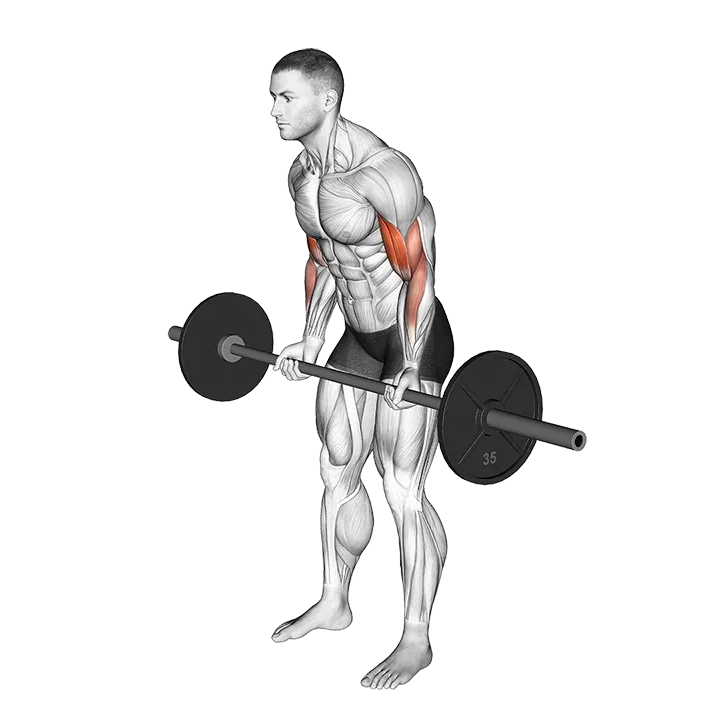 Cheat Curl exercise animation (Male)