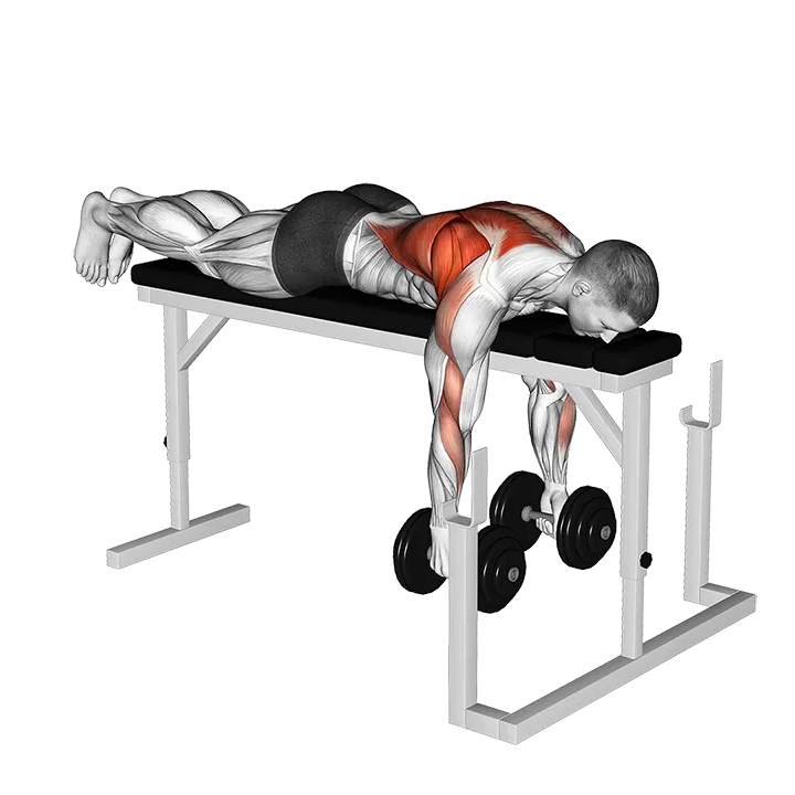 Dumbbell Lying Row on Rack exercise animation (Male)