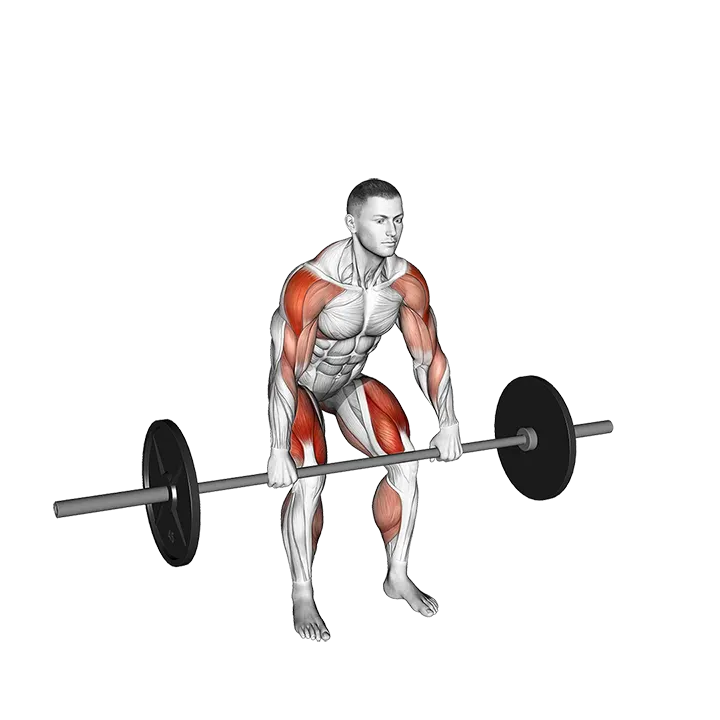 Barbell Hang Power Clean exercise animation (Male)