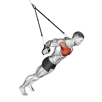 Suspension Fly