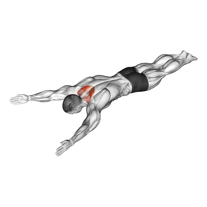 Bodyweight Lying Prone Ys exercise animation (Male)
