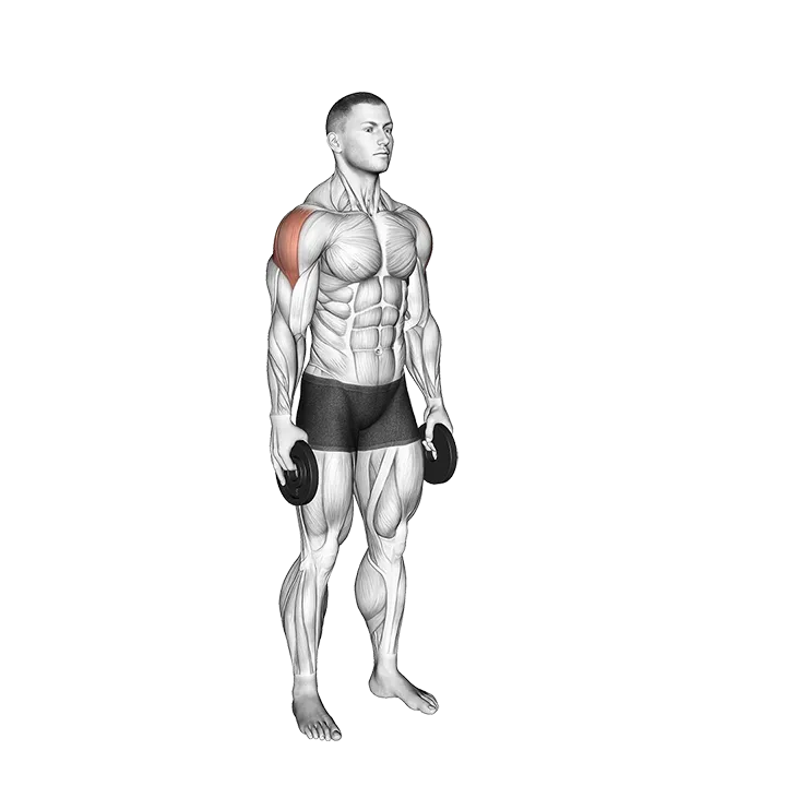 Weighted Full Can Exercise exercise animation (Male)