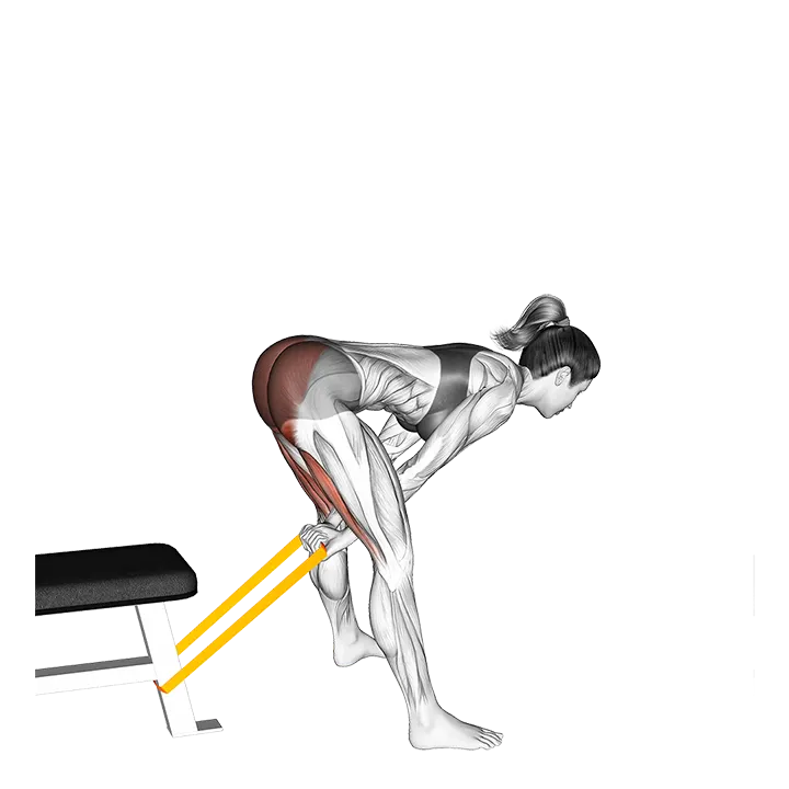 Resistance Band Pull Through exercise animation (Female)