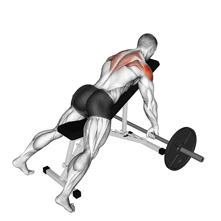 Barbell Incline Rear Delt Row exercise animation (Male)