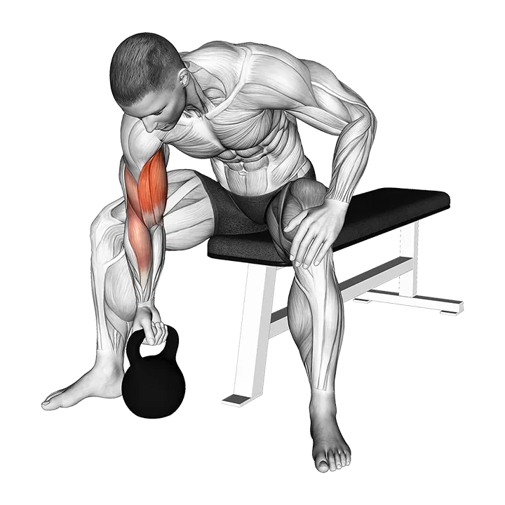 Kettlebell Concentration Curl exercise animation (Male)