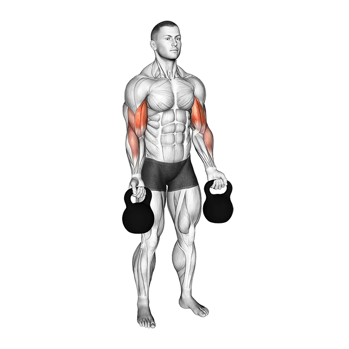 Kettlebell Biceps Curl exercise animation (Male)