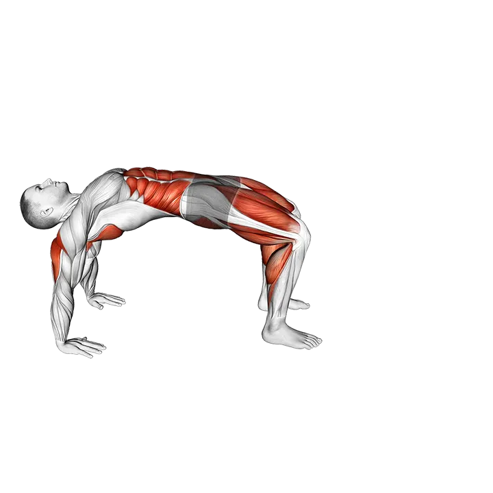 Crab Walk exercise animation (Male)