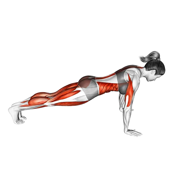 Chaturanga Pose exercise animation (Female)