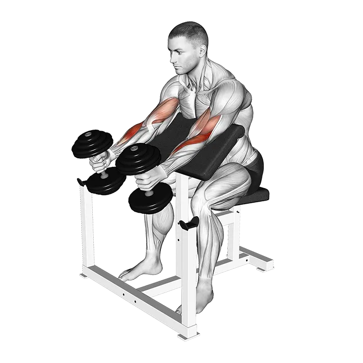 Dumbbell Hammer Preacher Curl exercise animation (Male)